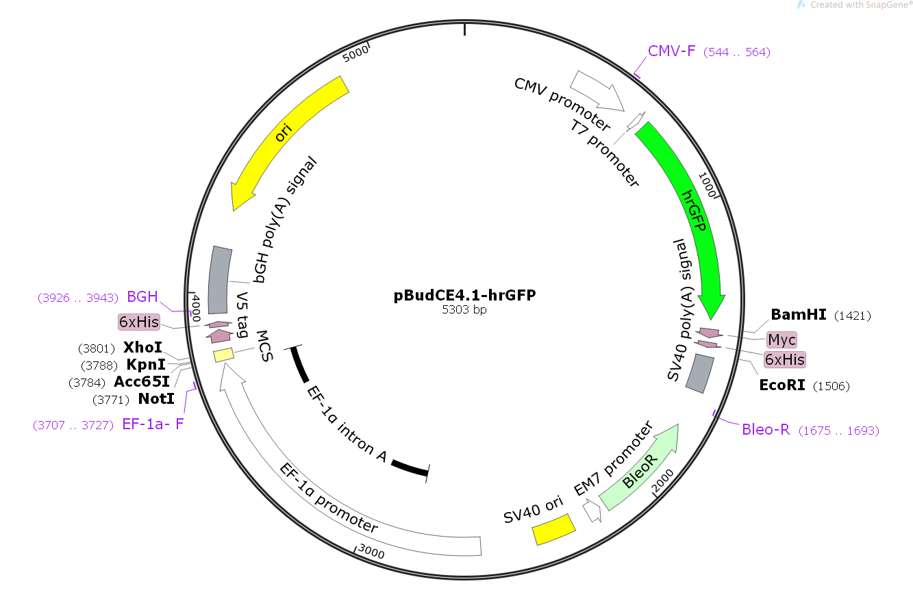 pBudCE4.1-hrGFP载体图谱