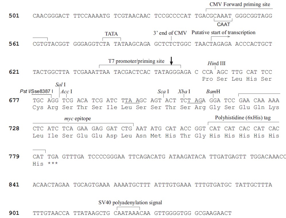 pBudCE4.1多克隆位点