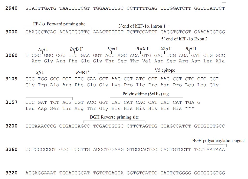 pBudCE4.1载体特征