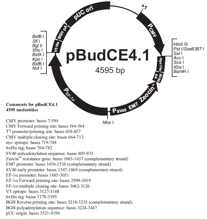 pBudCE4.1载体图谱