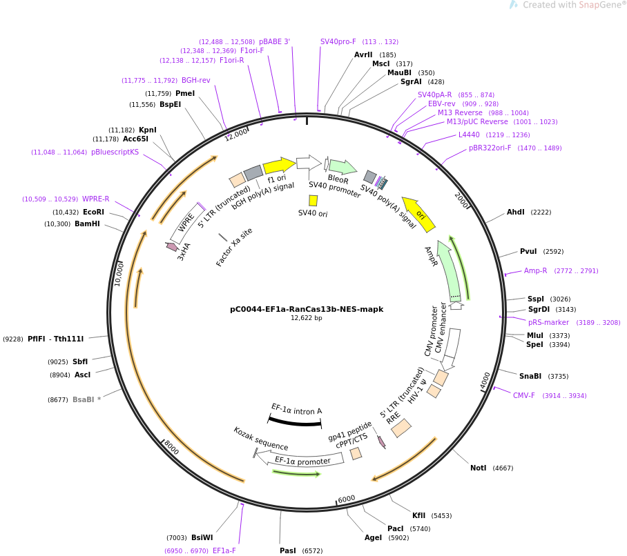 pC0044-EF1a-RanCas13b-NES-mapk载体图谱