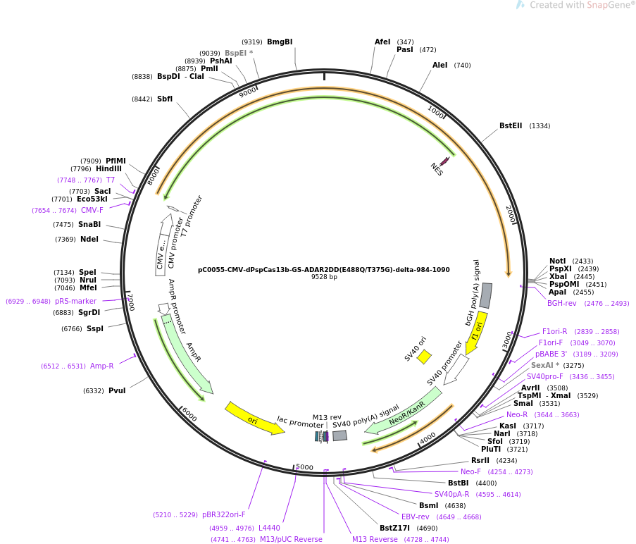 pC0055-CMV-dPspCas13b-GS质粒图谱