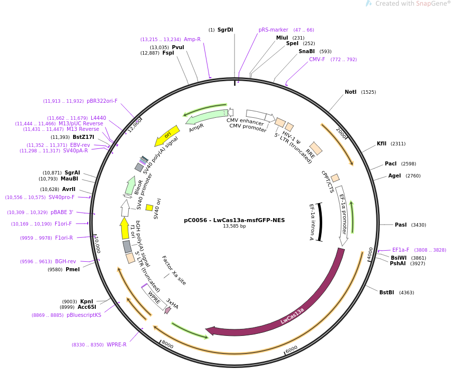 pC0056-LwCas13a-msfGFP-NES质粒图谱