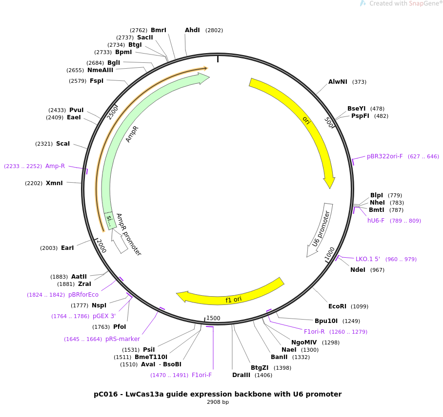 pC016-LwCas13a guide expression backbone with U6 promoter质粒图谱
