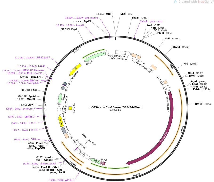pC034-LwCas13a-msfGFP-2A-Blast质粒图谱