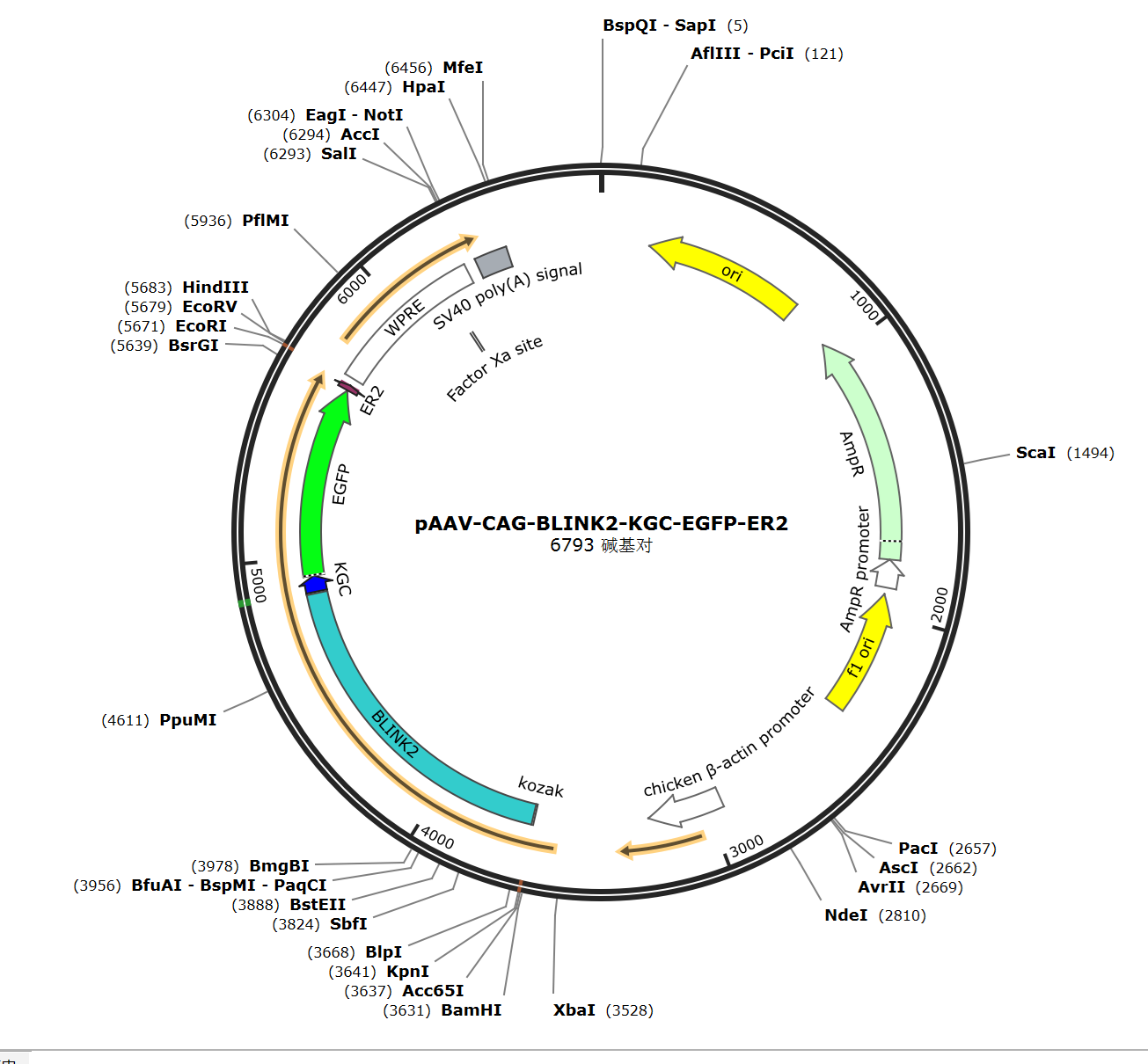 pCAG-BLINK2-KGC-GFP-ER2载体图谱