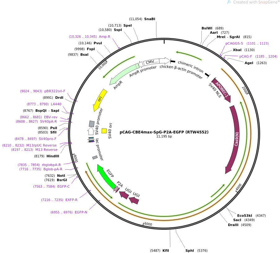 pCAG-CBE4max-SpG-P2A-EGFP