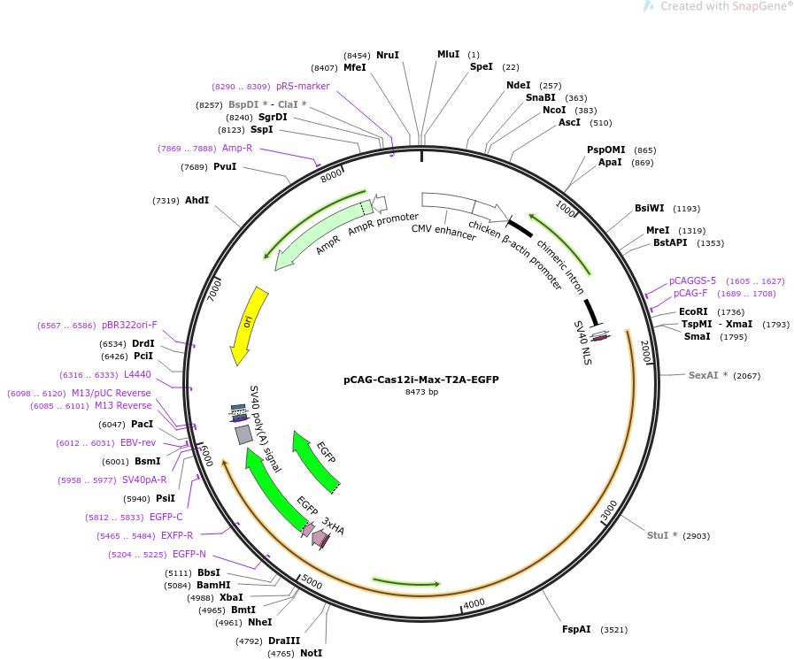 pCAG-Cas12i-Max-T2A-EGFP载体图谱