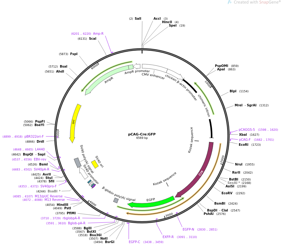 pCAG-Cre-GFP质粒图谱