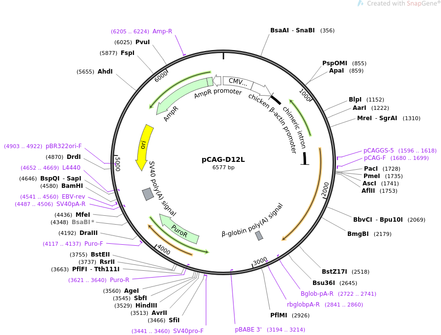 pCAG-D12L载体图谱