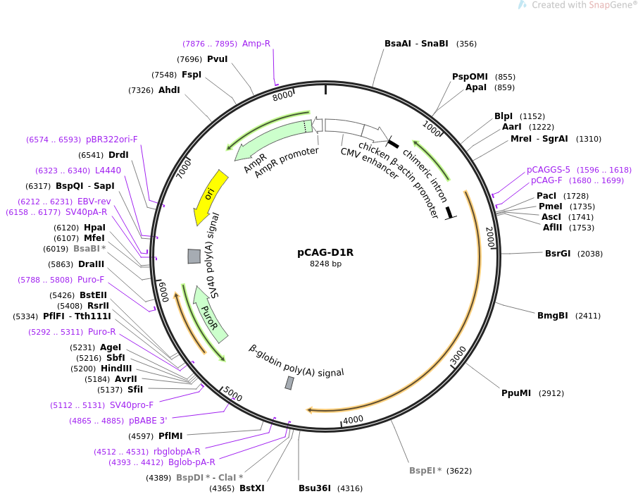 pCAG-D1R载体图谱
