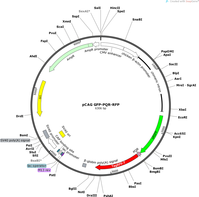 pCAG-GFP-PQRv3-RFP载体图谱