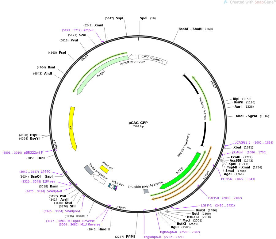 pCAG-GFP质粒图谱