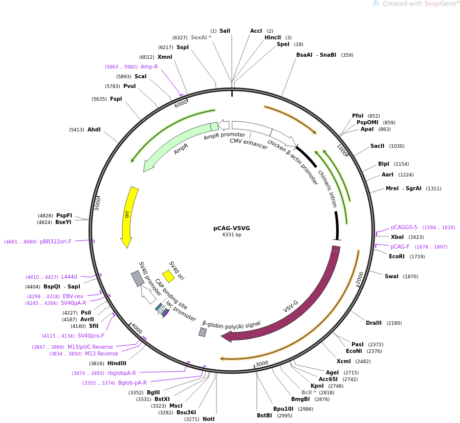 pCAG-VSVG载体图谱