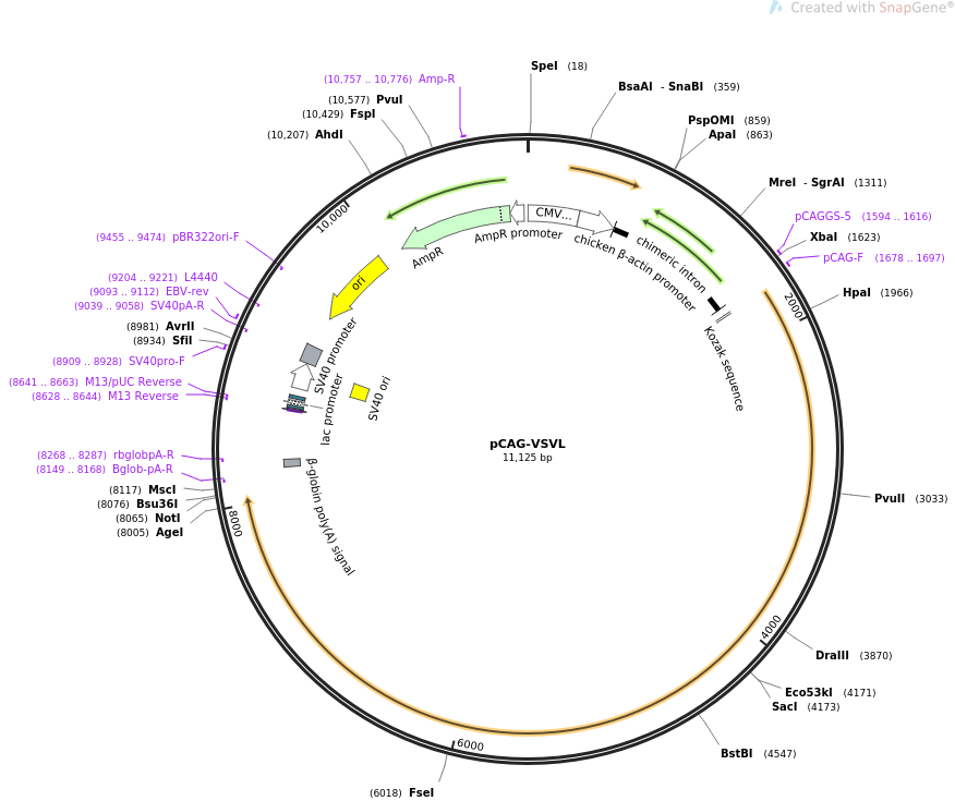 pCAG-VSVL载体图谱