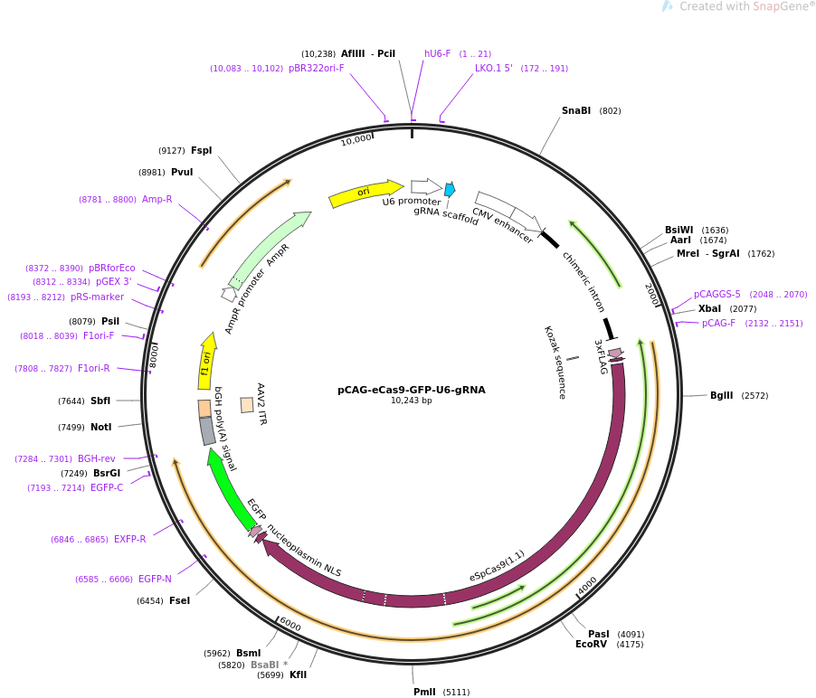 pCAG-eCas9-GFP-U6-gRNA质粒图谱