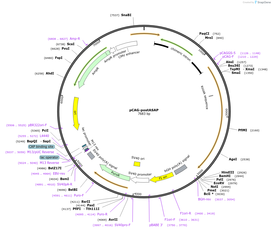 pCAG-postASAP载体图谱