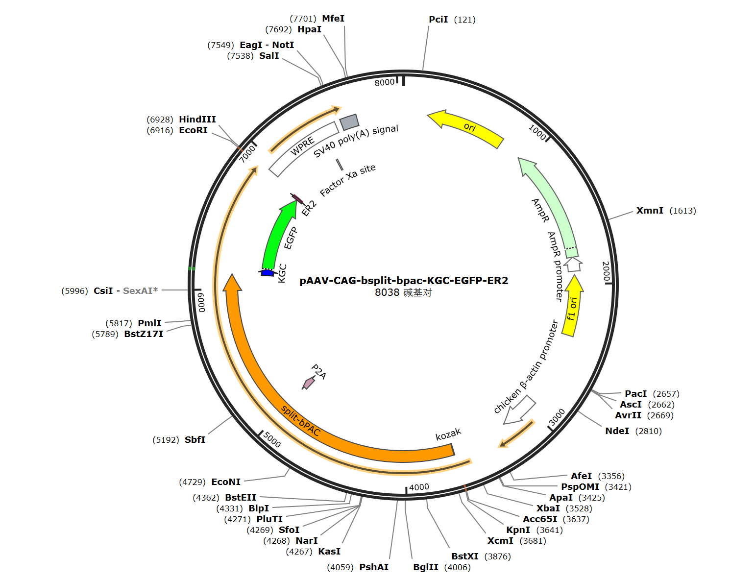 pCAG-split-bpAC-KGC-GFP-ER2载体图谱