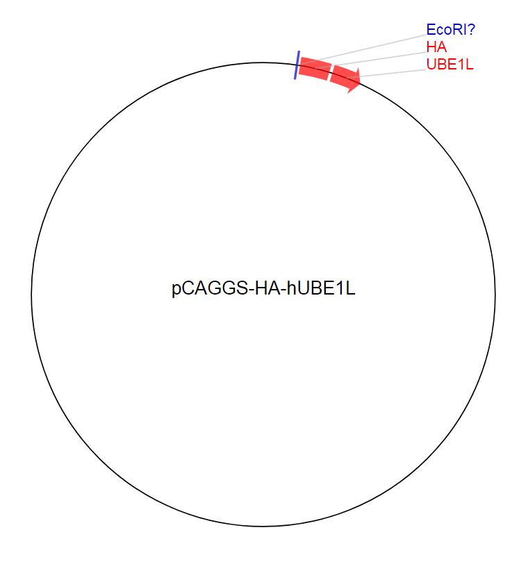 pCAGGS-HA-hUBE1L质粒图谱