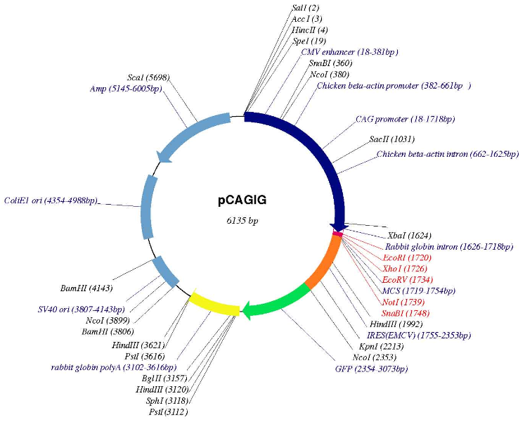 pCAGIG载体图谱