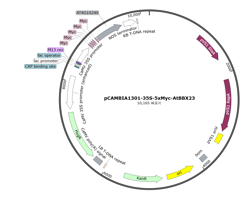 pCAMBIA1301-35S-5xMyc-AtBBX23载体图谱