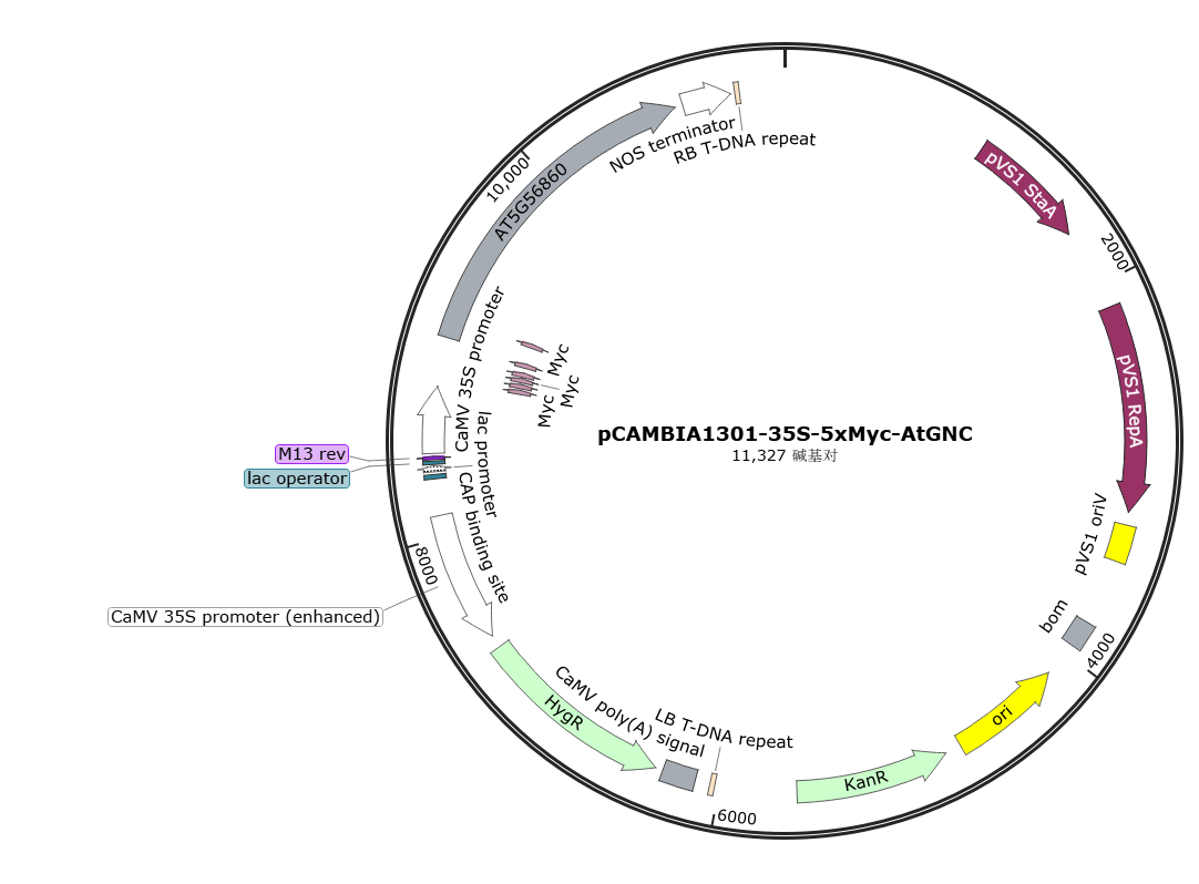 pCAMBIA1301-35S-5xMyc-AtGNC载体图谱