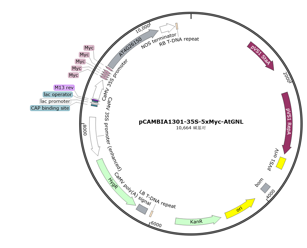 pCAMBIA1301-35S-5xMyc-AtGNL载体图谱