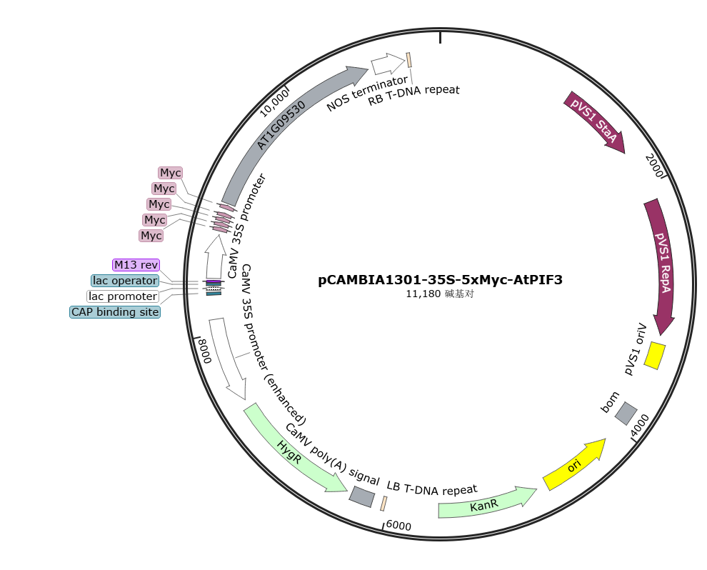pCAMBIA1301-35S-5xMyc-AtPIF3载体图谱