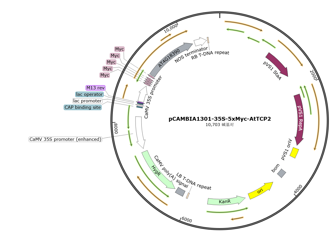 pCAMBIA1301-35S-5xMyc-AtTCP2载体图谱
