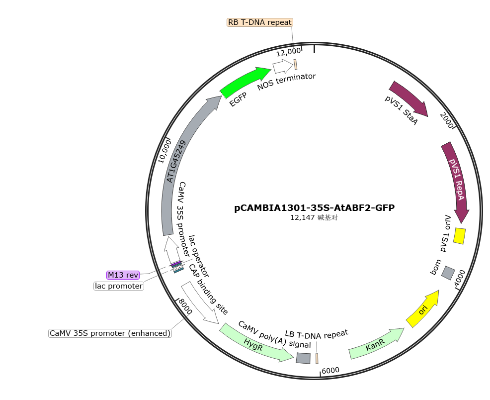pCAMBIA1301-35S-AtABF2-GFP载体图谱