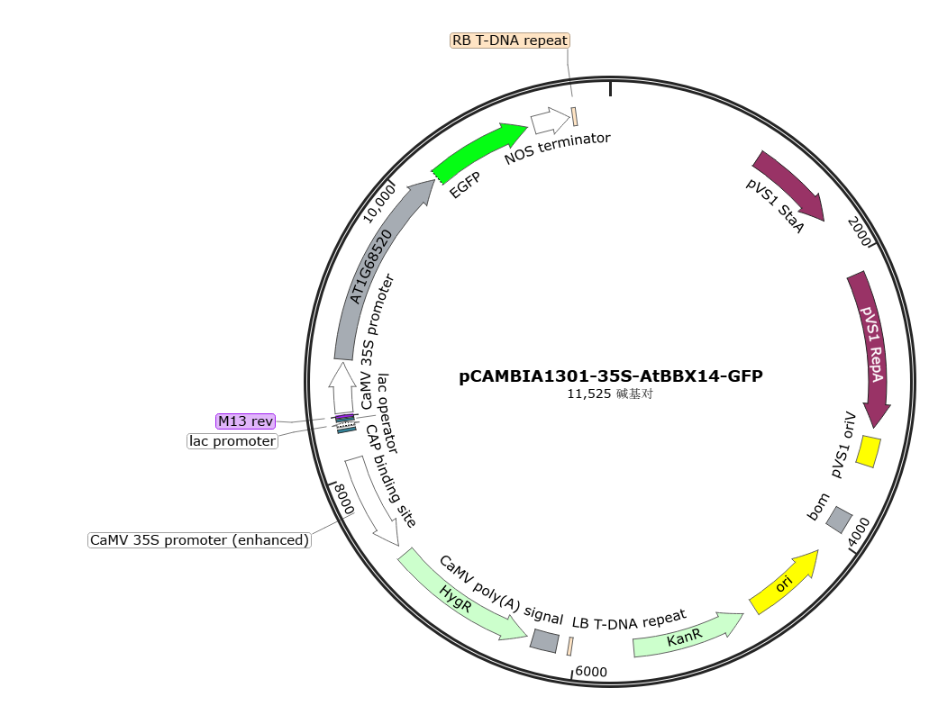 pCAMBIA1301-35S-AtBBX14-GFP载体图谱