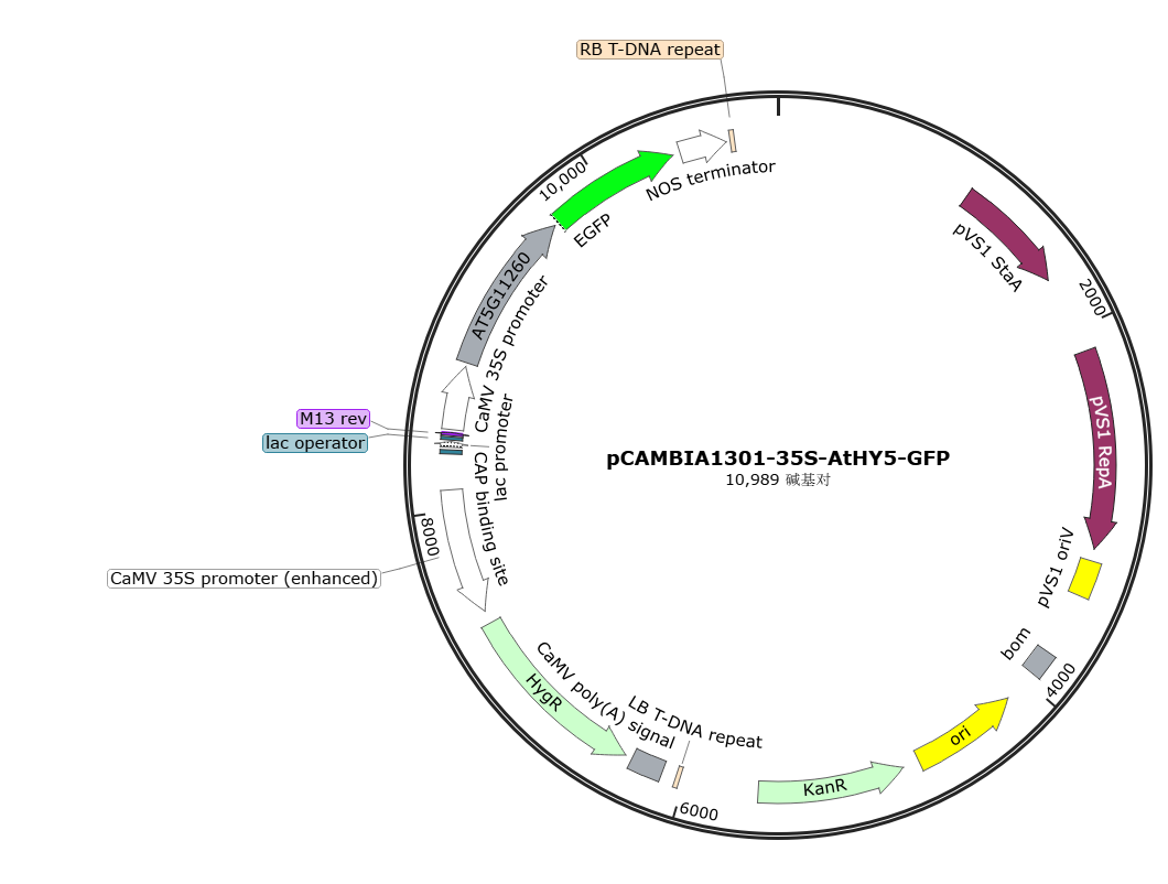 pCAMBIA1301-35S-AtHY5-GFP载体图谱
