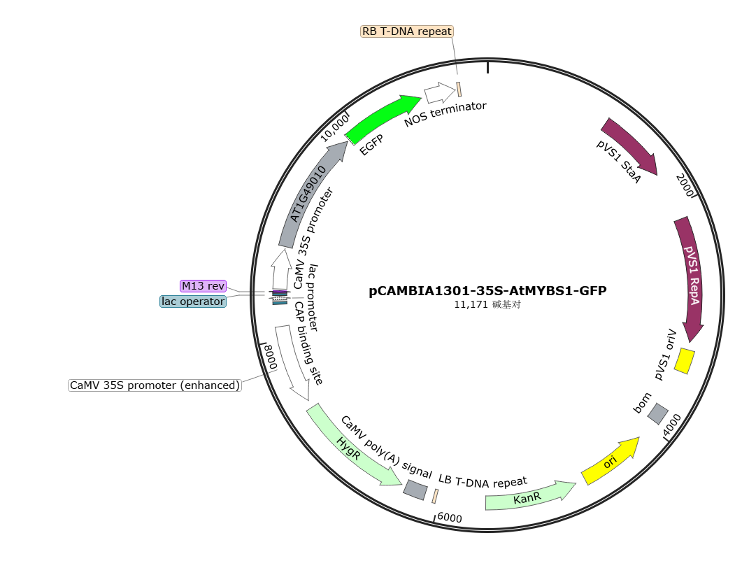 pCAMBIA1301-35S-AtMYBS1-GFP载体图谱
