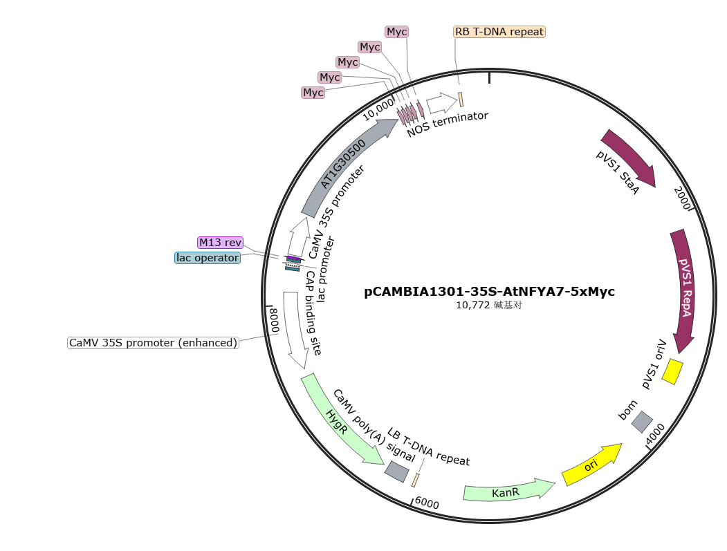 pCAMBIA1301-35S-AtNFYA7-5xMyc载体图谱