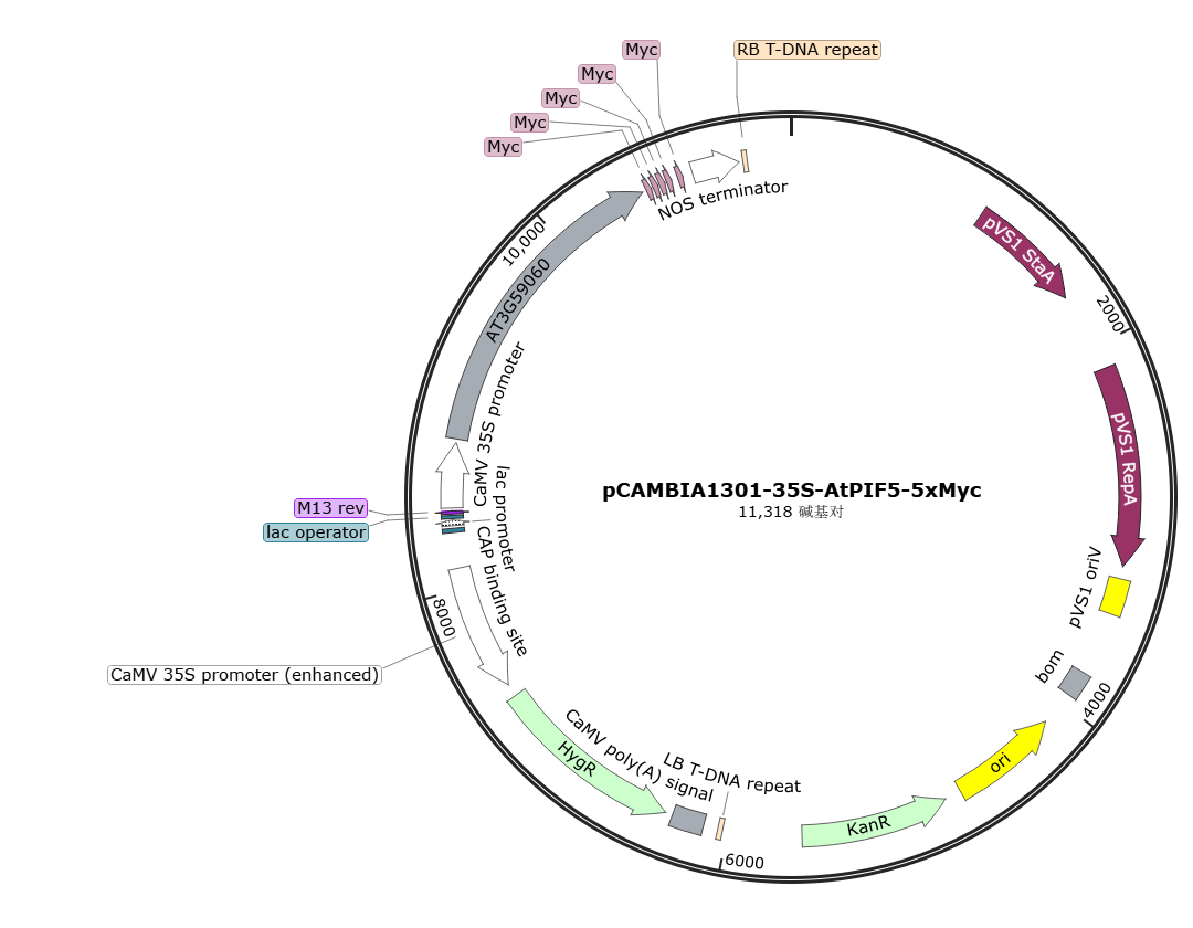 pCAMBIA1301-35S-AtPIF5-5xMyc载体图谱