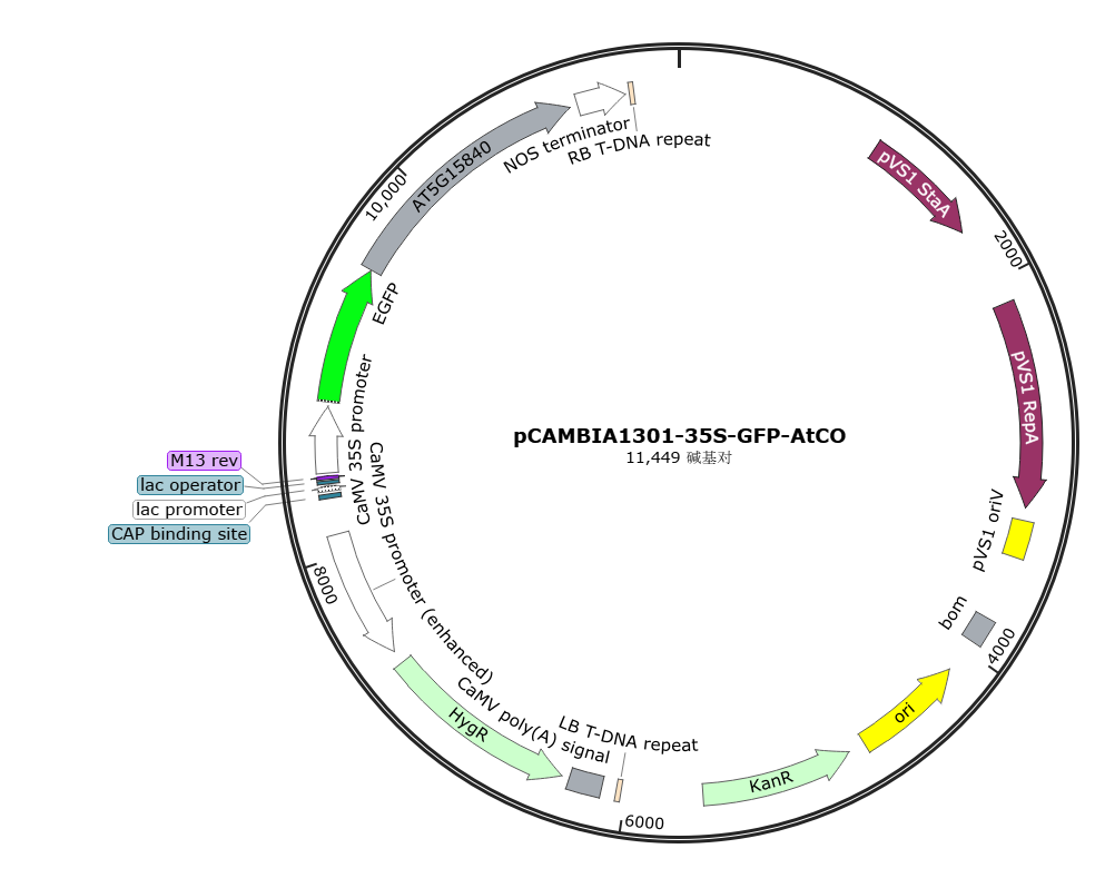 pCAMBIA1301-35S-GFP-AtCO载体图谱