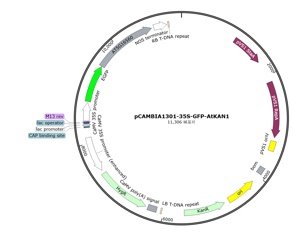 pCAMBIA1301-35S-GFP-AtKAN1载体图谱
