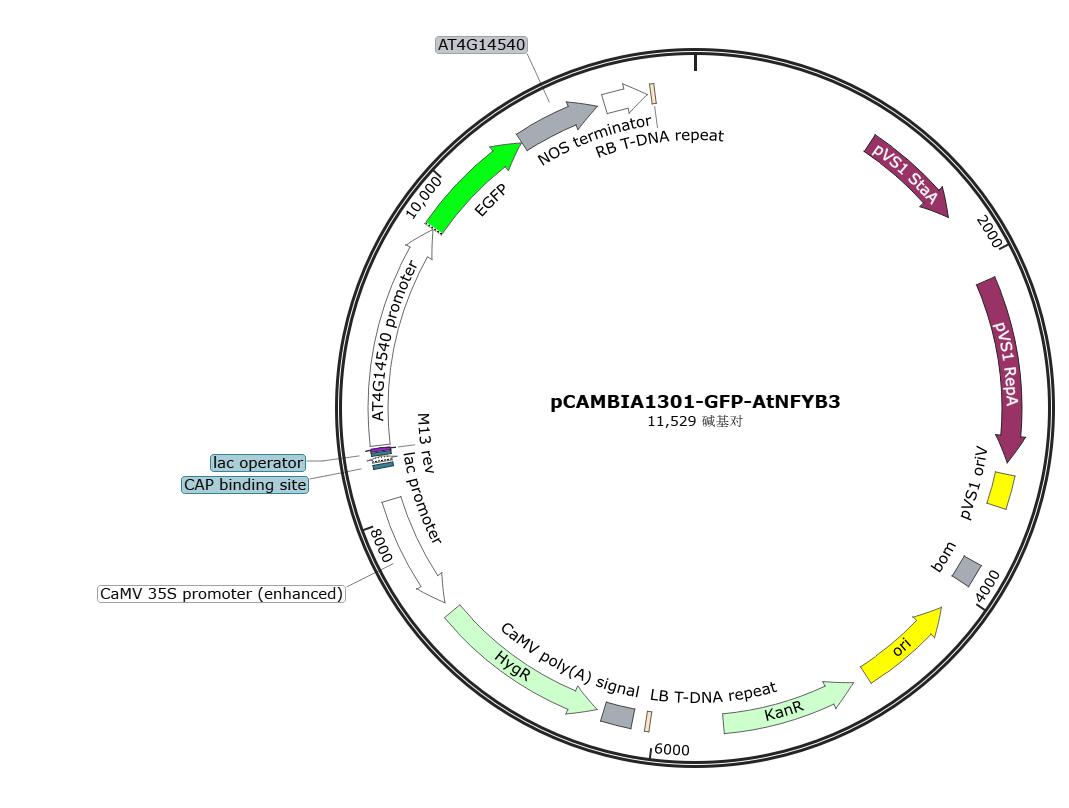 pCAMBIA1301-GFP-AtNFYB3载体图谱