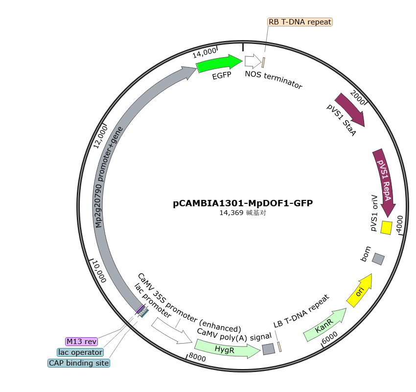 pCAMBIA1301-MpDOF1-GFP载体图谱