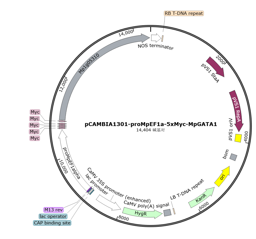 pCAMBIA1301-proMpEF1a-5xMyc-MpGATA1载体图谱