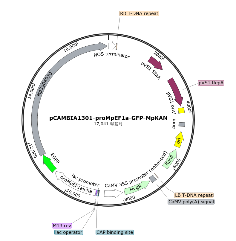 pCAMBIA1301-proMpEF1a-GFP-MpKAN载体图谱