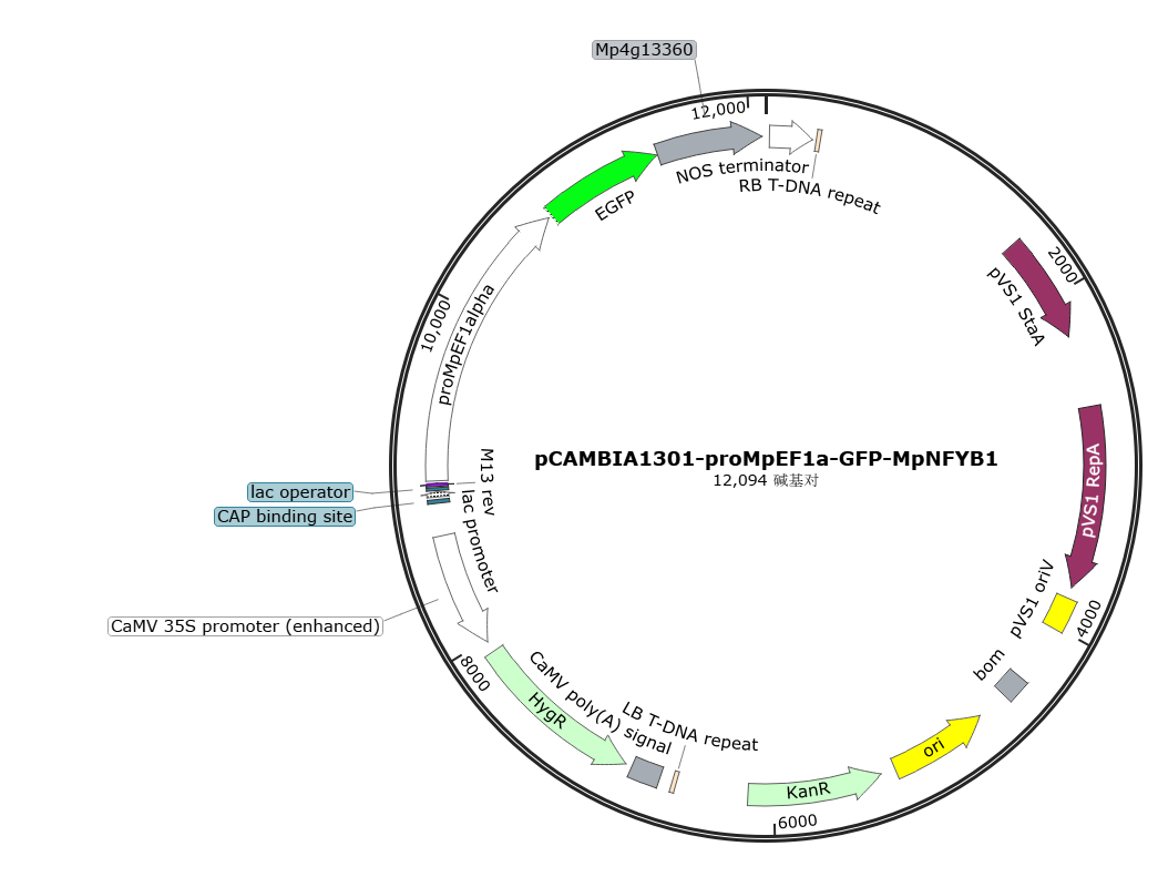 pCAMBIA1301-proMpEF1a-GFP-MpNFYB1载体图谱