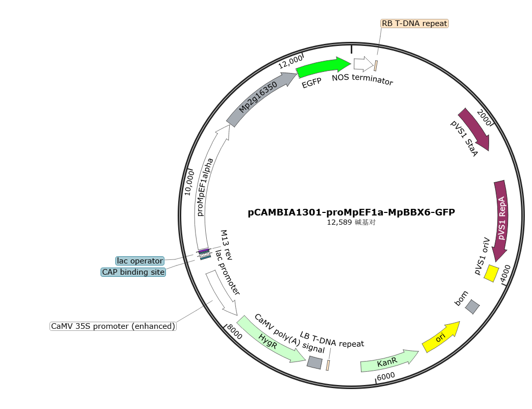 pCAMBIA1301-proMpEF1a-MpBBX6-GFP载体图谱