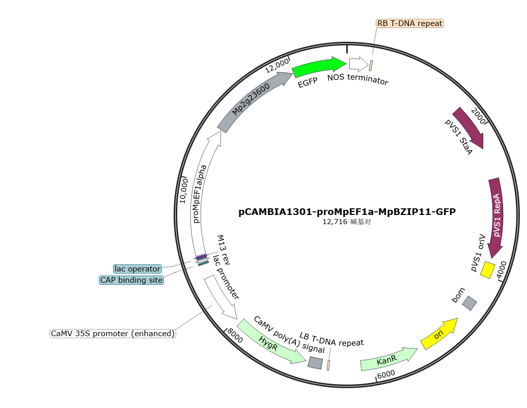 pCAMBIA1301-proMpEF1a-MpBZIP11-GFP载体图谱