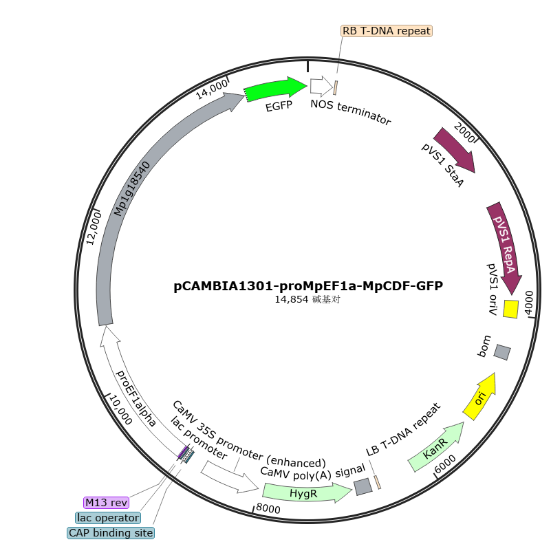 pCAMBIA1301-proMpEF1a-MpCDF-GFP载体图谱