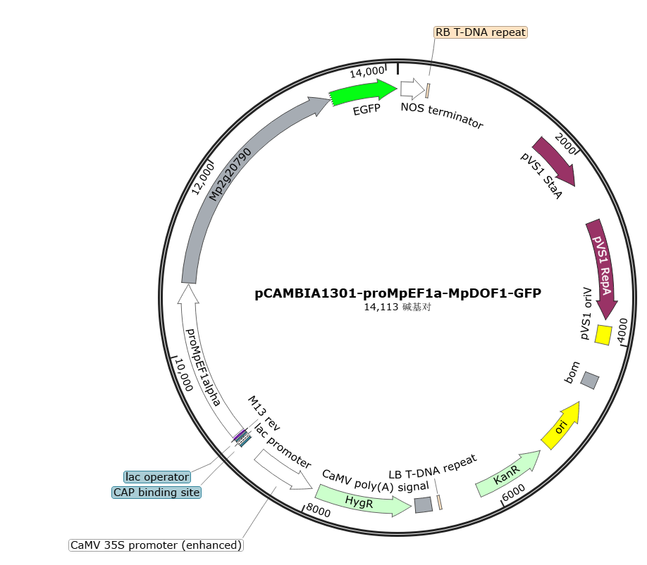 pCAMBIA1301-proMpEF1a-MpDOF1-GFP载体图谱
