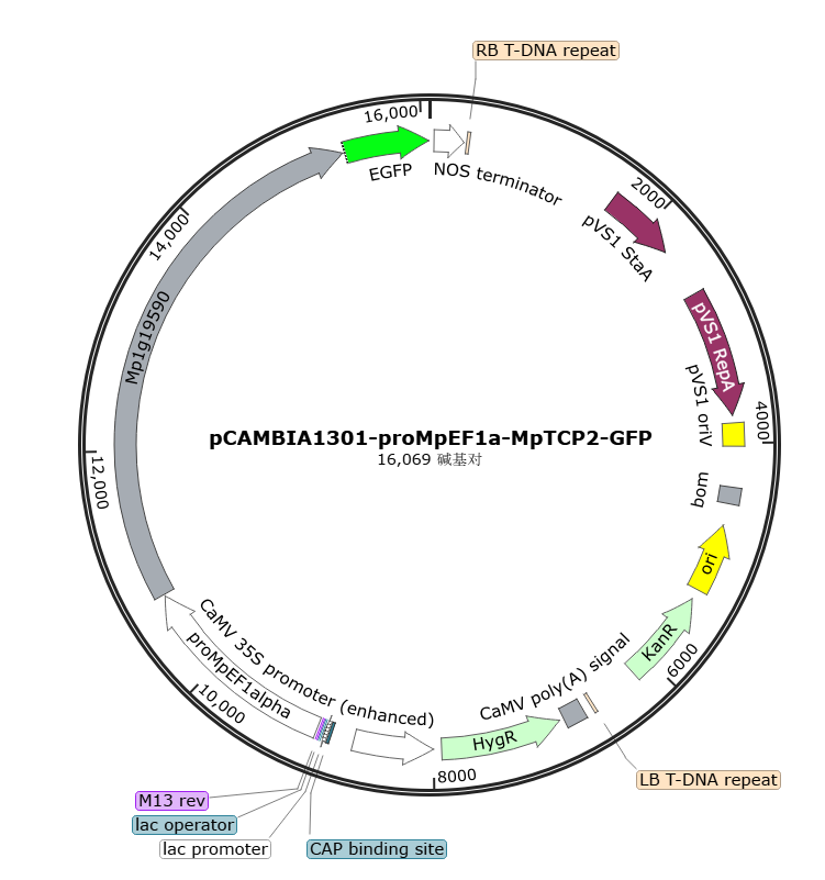 pCAMBIA1301-proMpEF1a-MpTCP2-GFP载体图谱