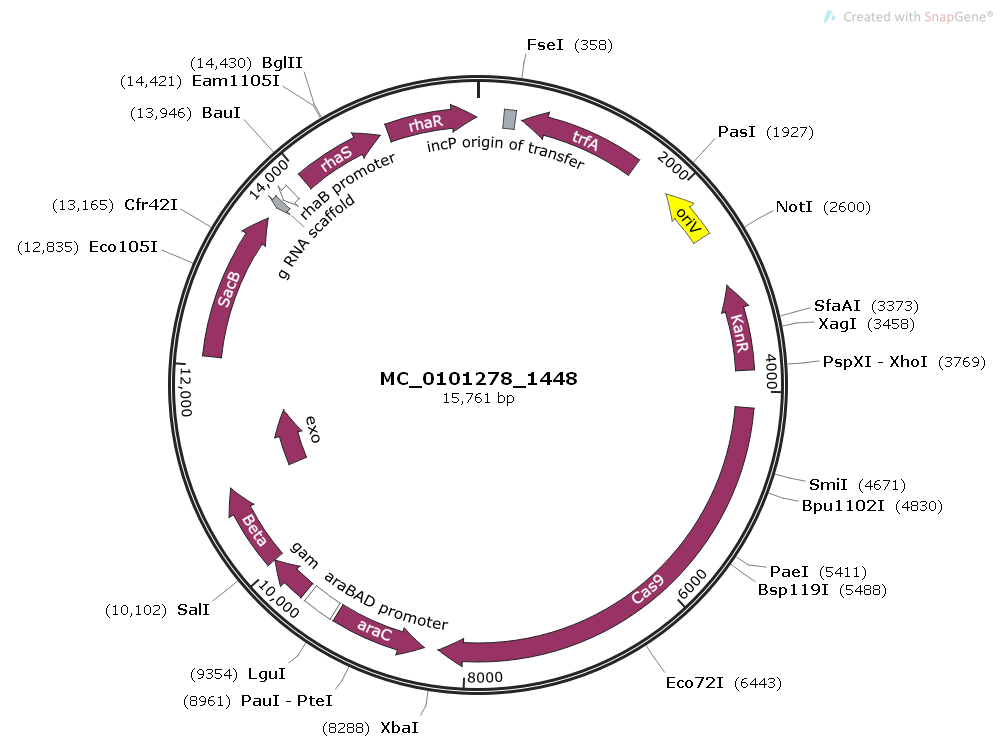 pCAS-RK2K载体图谱