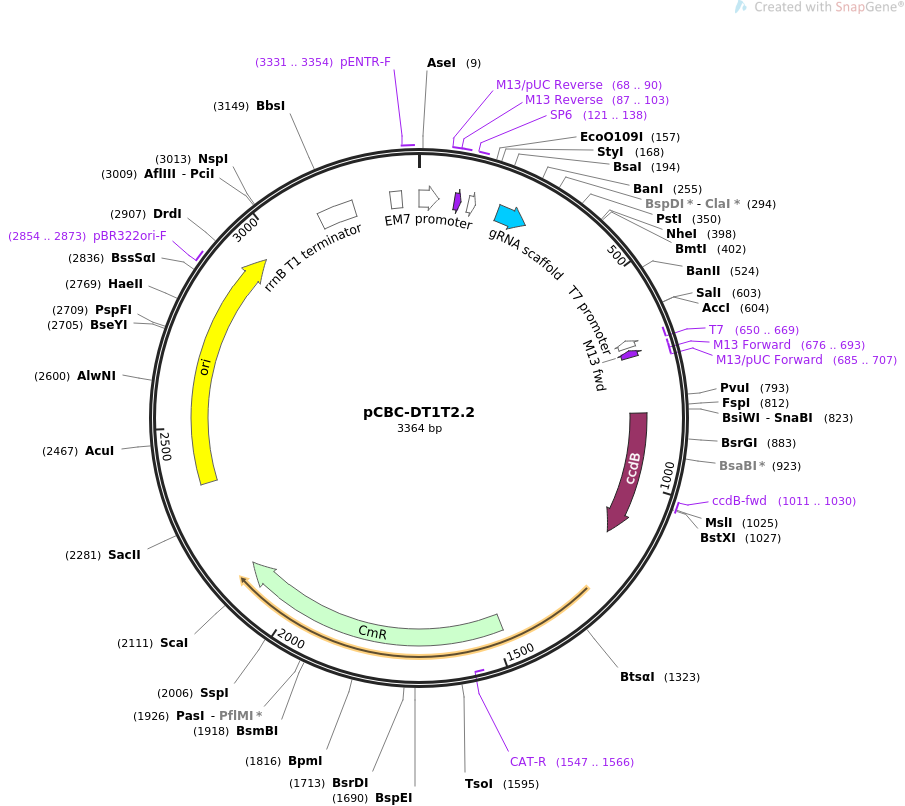 pCBC-DT1T2.2载体图谱