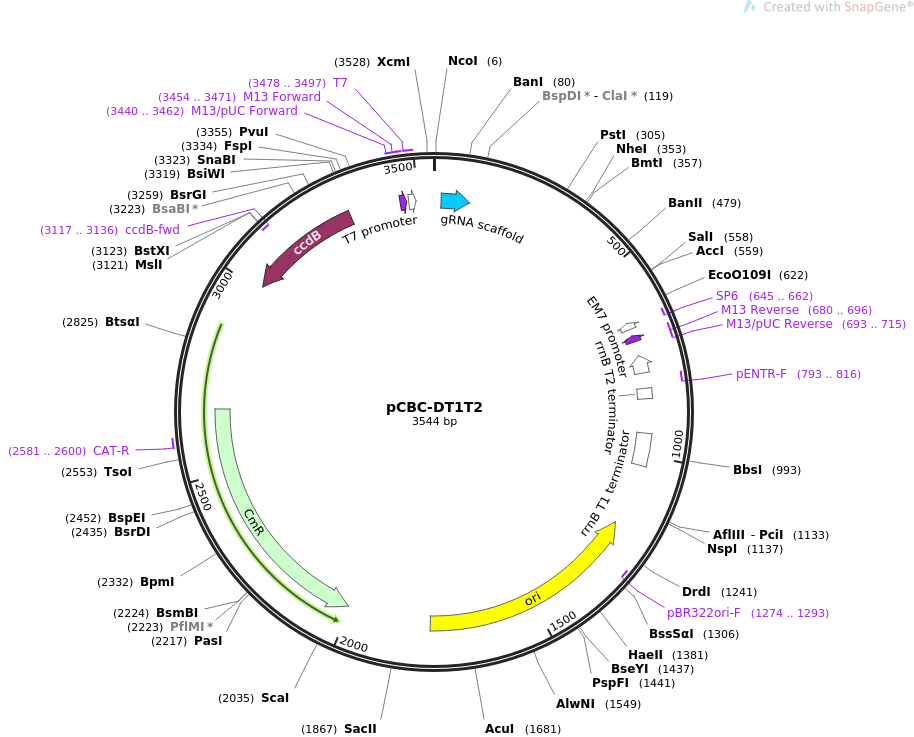 pCBC-DT1T2质粒图谱